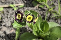 Примула Ушковая 6-6 (Primula Auricula)