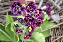 Примула Ушковая 6-7 (Primula Auricula)