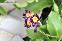 Примула Ушковая 6-8 (Primula Auricula)