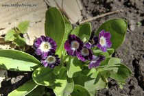 Примула Ушковая 6-9 (Primula Auricula)